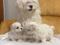 Veteriner Hekim Kontrolünde Maltese Terrier Yavruları