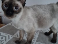 SİYAM KEDİMİZE ACİL YUVA ARANIYOR