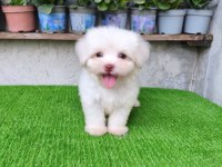 Maltese Erkek Yavru