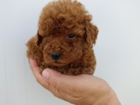 Orjinal Toy Poodle Bebeklerimiz