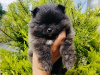 Siyah pomeranian yavrularımız
