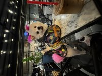Pomeranian beyaz ameliyat sebebi ile 1.5 yaşında