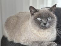 British Blue Point
