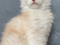 2 buçuk aylık renk renk iri safkan maine coon yavruları