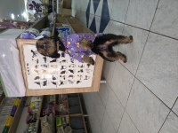 9 Aylık Dişi Eğitimli Çok Özel Toy Poodle