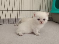Scottish Fold Ve Scottish Straight Yavrularım