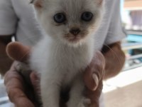 Sütten Yeni Kesilmiş Scottish Fold Ve İran Chinchilla Yavru