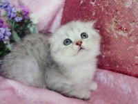 British shorthair ve scottish fold bebeklerim