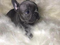 ŞİRİNLİK ABİDESİ FRENCH BULLDOG BEBEKLER