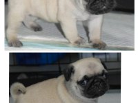 Pug mops yavrular