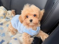 Maltipoo Cinsi Yavrularımız