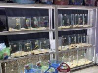 81 ile GÜVENLİ HAMSTER GÖNDERİM SAĞLAYAN TEK FİRMA