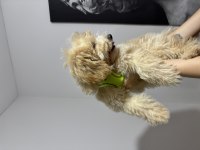 3.5 Aylık Maltipoo Harika Bir Dişi