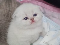 Dişi kedi scottish fold