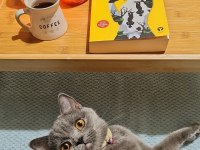 British shorthair dişi kedimiz