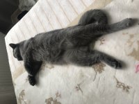 7 aylık british shorthair erkek