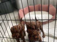 Kore red brown teacup poodle 2 aylık dişi ve erkek