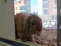 Hollanda Lop 2 Erkek 1 Dişi Tavşan
