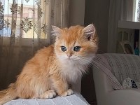 A KALİTE golden british shorthair bebekler