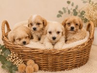 SEVGİ DOLU MALTİPOO YAVRULAR