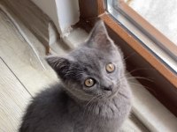 yavru british shorthair kedimiz