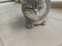 Tamamen takip şartlı british shorthair