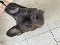 1 Yaşında Blue Egzotik French Bulldog