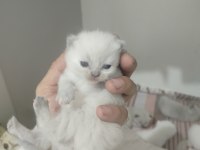 Blue point scottish fold