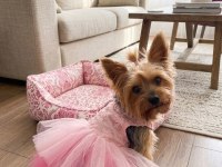 Oyuncu Ve Sevgi Dolu Dişi Yorkshire Terrier