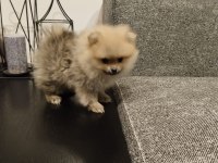 Sevimli pomeranian bebeğim