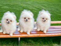 Pomeranian boo teacup