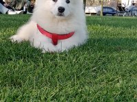 Yakışıklısın dan erkek samoyed