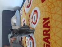 5 aylık dişi british shorthair çok tatlı