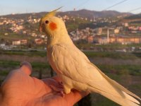 El Beslemesi Lutino Sultan Papağanı Bebek