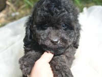 SİYAH İNCİ TOY POODLE BEBEKLER