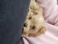 Maltipoo yavrumuz