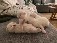 Kaliteli Scottish Fold Yavrular
