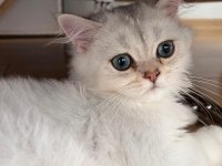 British Longhair ns1133