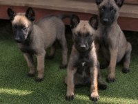 Belçika malinois köpeğimiz
