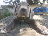 Safkan cane corso yavrular İstanbul da