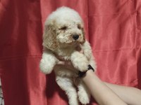 Labradoodle Yavrusu