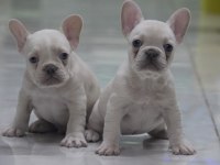 Kaliteli French Bulldog Yavrular