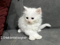 British ve scottish yavru kediler