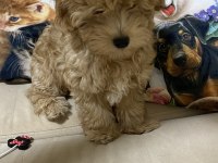 Ev ortamında güzel maltipoo yavru