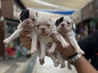 Kar beyaz sağlıklı orjinal french bulldog