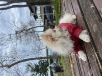 Tilki surat pomeranian