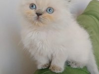 AŞIK OLACAKSINIZ british longhair