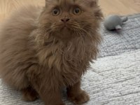 Safkan British Longhair Cinnamon