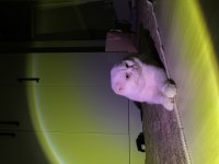 Safkan mavi gözlü scottish fold ismine duyarlı