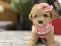 maltipoo bebeğim sila